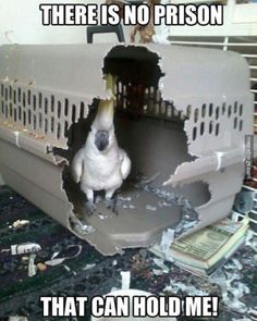 a93542554f2ec2866002e4aaa96ff093--hold-me-funny-things